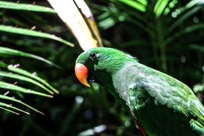 Close-up of parrot perching on tree