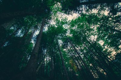 Low angle view of trees in forest