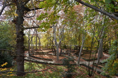 Trees growing on field in forest