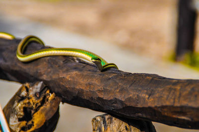 Close-up of lizard on tree