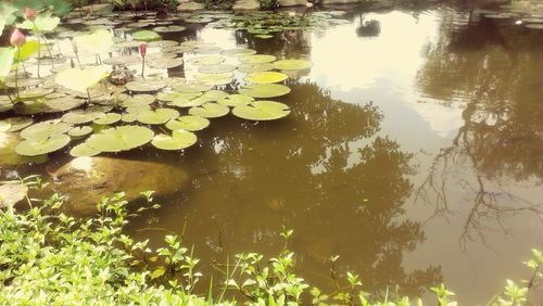 Reflection of trees in pond