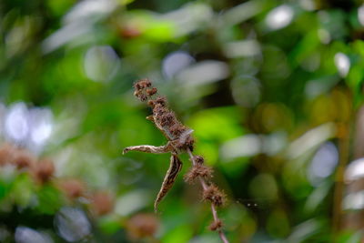 Close-up of insect on plant