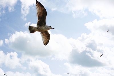 Low angle view of seagull flying in sky