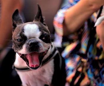 Close-up of person with dog