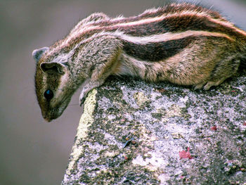 Close-up of squirrel on rock