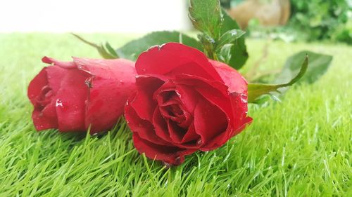 Close-up of red rose in field