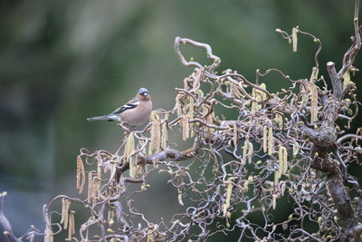 Close-up of bird perching on branch