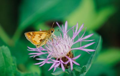 Close-up of butterfly pollinating on flower