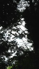 Low angle view of silhouette trees in forest against sky