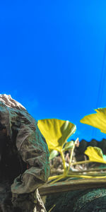 Close-up of yellow flowers against clear blue sky