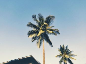 Low angle view of palm tree against clear sky