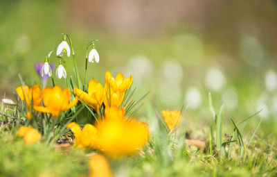 Close-up of yellow spring flowering plant on field