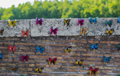 Close-up of multi colored butterflies