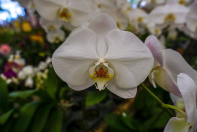 Close-up of white flowering plant