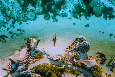 High angle view of fishes swimming in sea