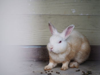 Close-up of a rabbit