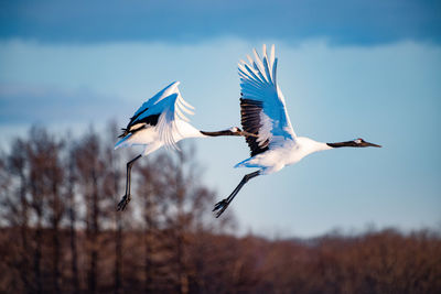 Low angle view of bird flying in sky