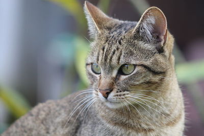 Close-up of a cat looking away