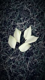 Close-up of white flower on grassy field