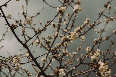 Low angle view of plant