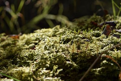 Close-up of plants