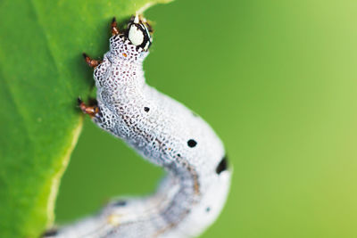 Close-up of caterpillar on leaf