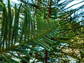 Low angle view of pine tree