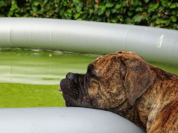 Close-up of a dog looking away