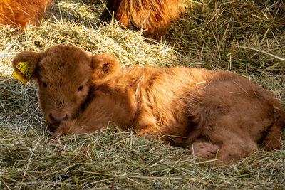 Young highland cattle calf resting on straw