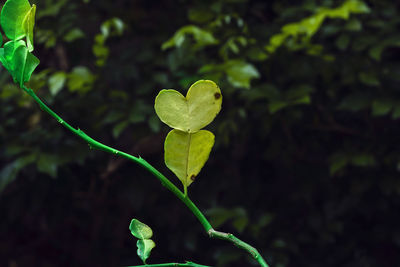 Close-up of heart shape leaf