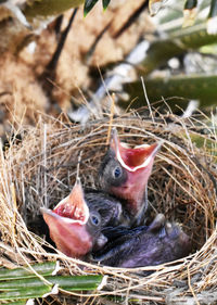 View of birds in nest