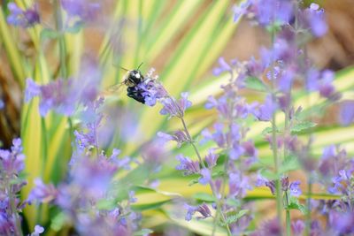 Close-up of insect on purple flowering plant