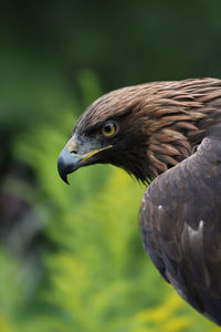 Close up of a bird