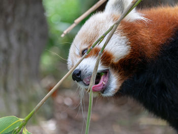 Close-up of red panda