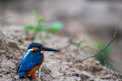 Close-up of kingfisher perching on plant