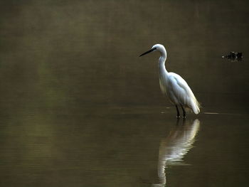 View of a bird in lake