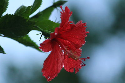 Close-up of red flowering plant