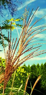 Close-up of stalks in field against sky