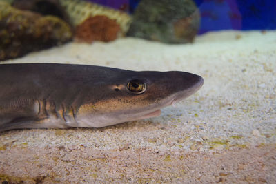 Close-up of fish in aquarium