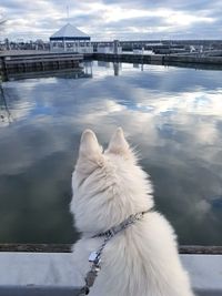 Dog standing in water