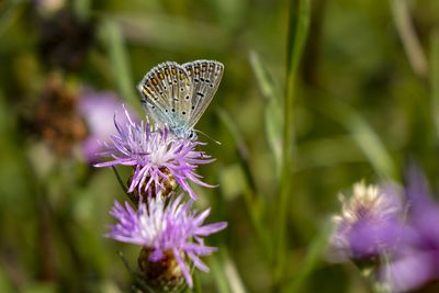 Close-up of butterfly on purple flowering plant