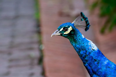 Close-up of peacock