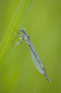 Close-up of grasshopper