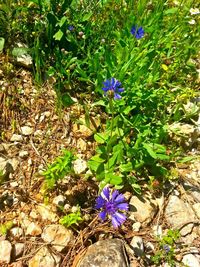 Close-up of purple flowers