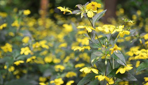 Close-up of yellow flowers