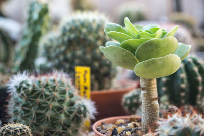 Close-up of cactus plant in pot