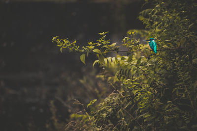 Close-up of bird perching on plant