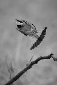 Close-up of bird flying against blurred background