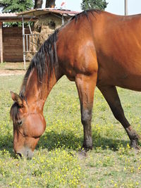 Horse in field