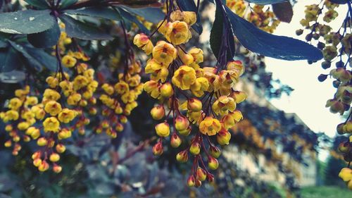 Close-up of yellow flowering plant hanging from tree